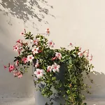 Al Vecchio Carpino Bed and breakfast 3*