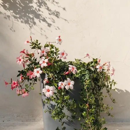 Al Vecchio Carpino فندق مبيت وإفطار 3*