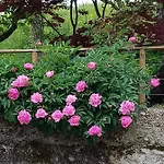 Bed and breakfast Al Vecchio Carpino
