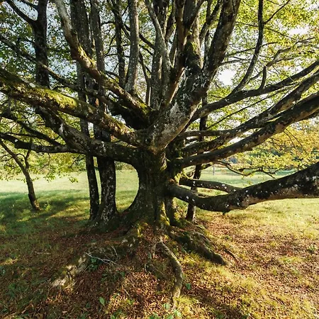 Frühstückspension Al Vecchio Carpino