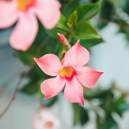 Al Vecchio Carpino 3* Farra