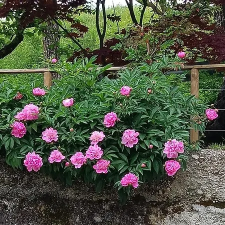 לינה וארוחת בוקר Al Vecchio Carpino