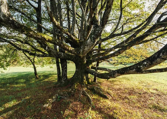 Bed & Breakfast Al Vecchio Carpino