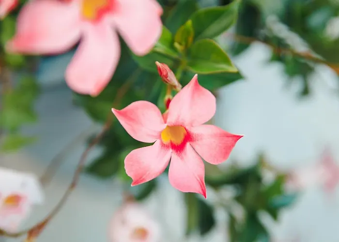 Al Vecchio Carpino 3* Farra