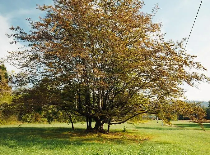 Al Vecchio Carpino 3*