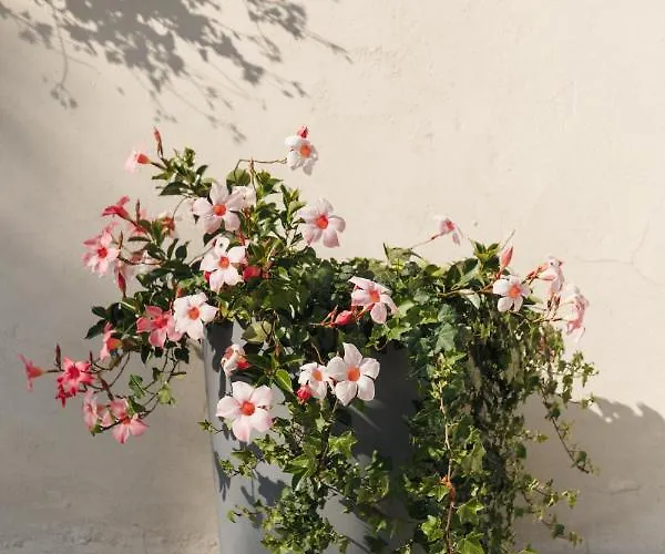 Al Vecchio Carpino Bed & Breakfast 3*