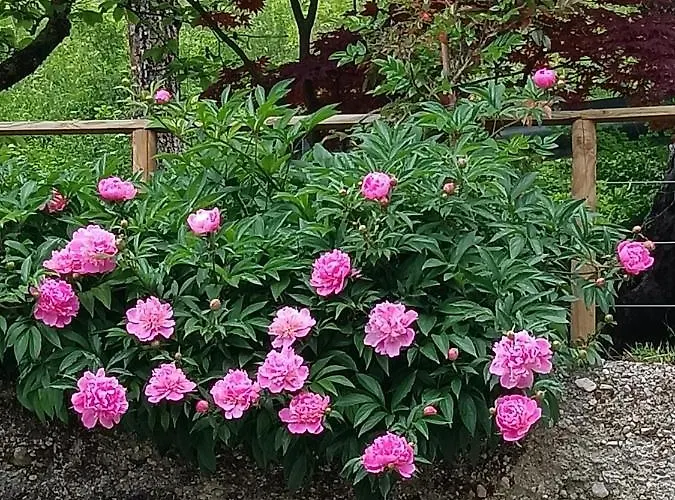 Bed and breakfast Al Vecchio Carpino